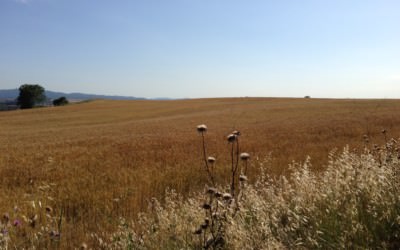 L’espelta de Gallecs